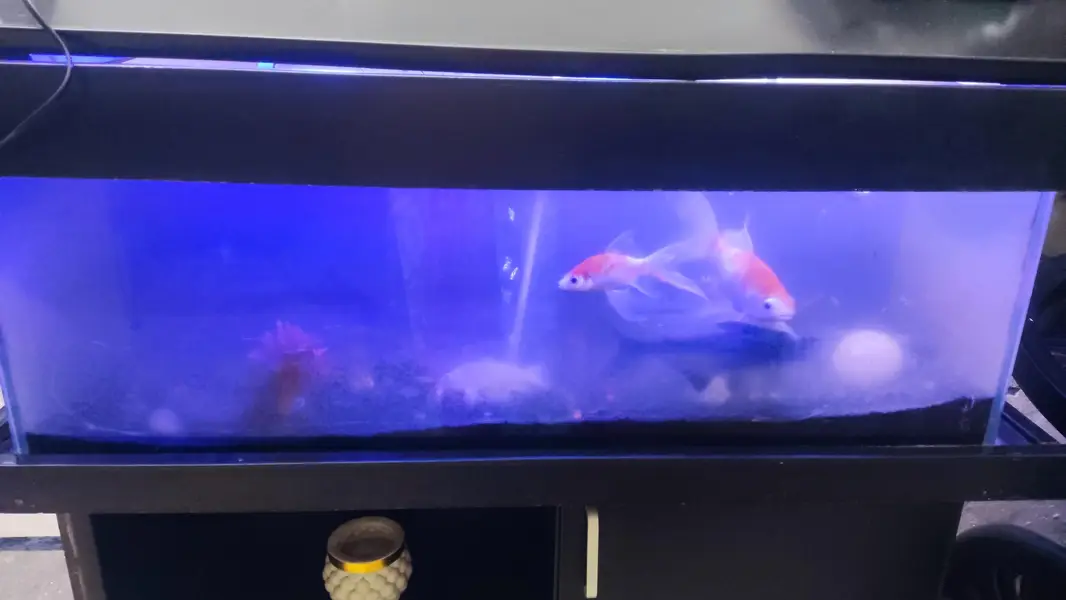 Aquarium for sale fishes — photo 2