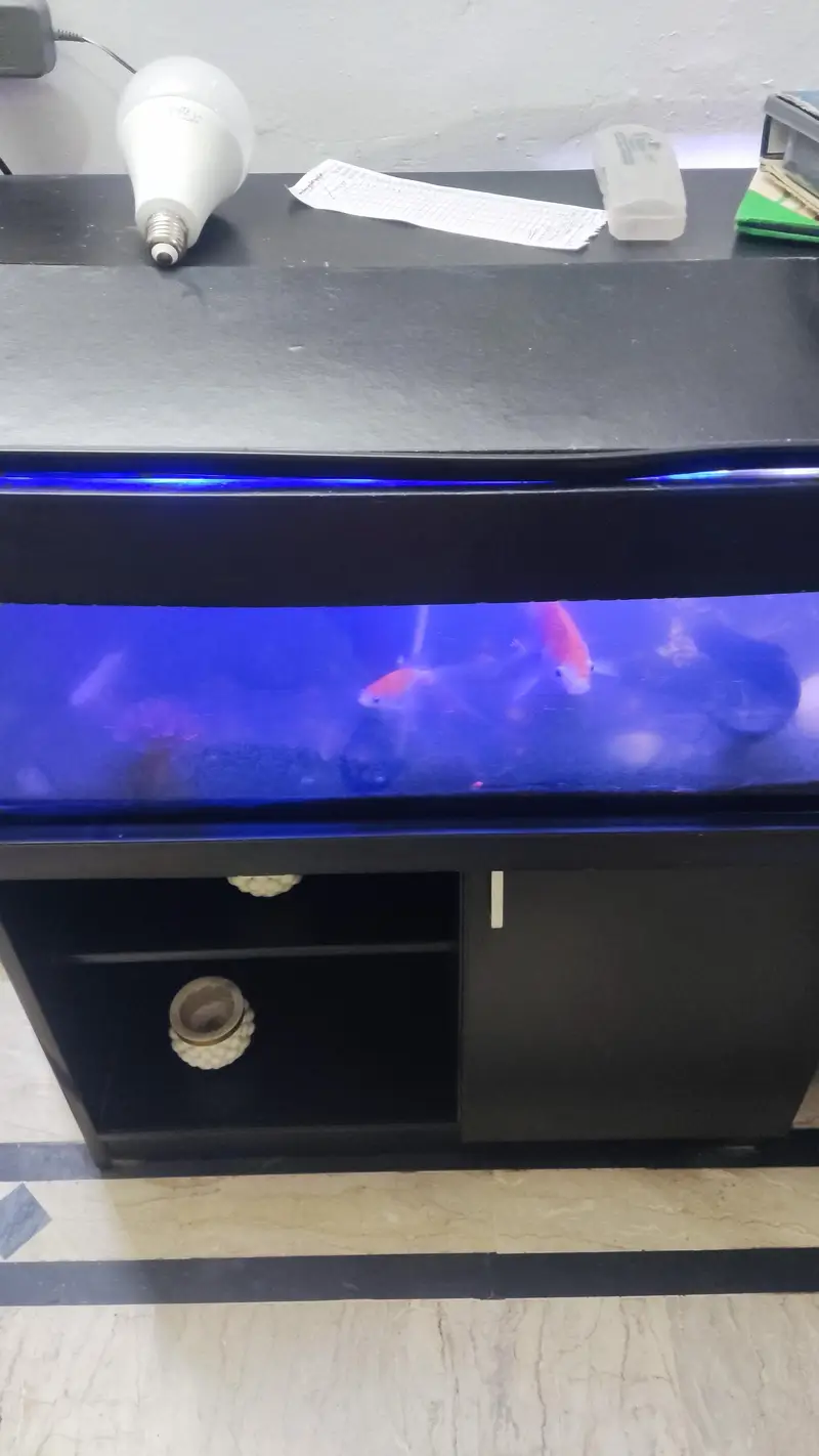 Aquarium for sale fishes — photo 3
