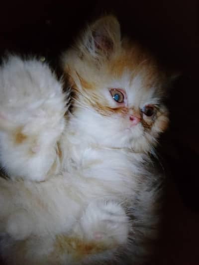 Persians kitten up for Sale
