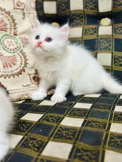 7 kitten for sell