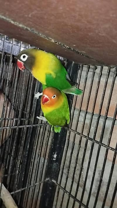 love bird breeder pair