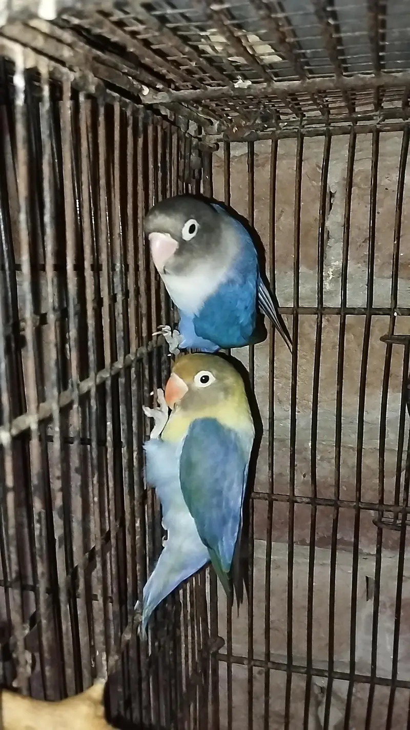 love bird breeder pair — photo 2