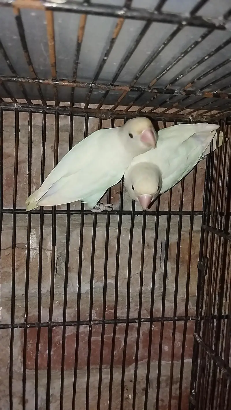 love bird breeder pair — photo 3