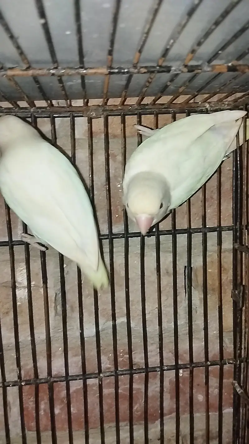 love bird breeder pair — photo 4