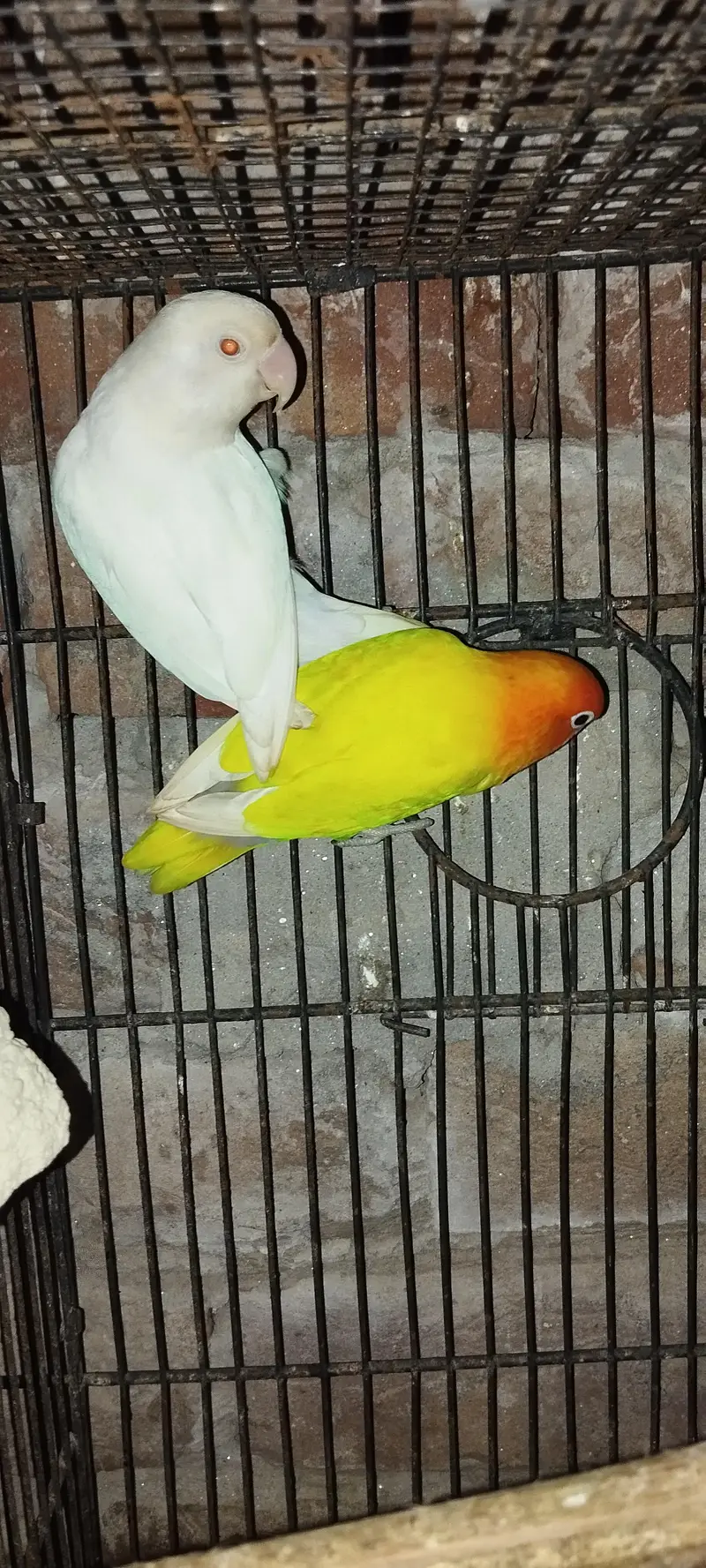 love bird breeder pair — photo 5