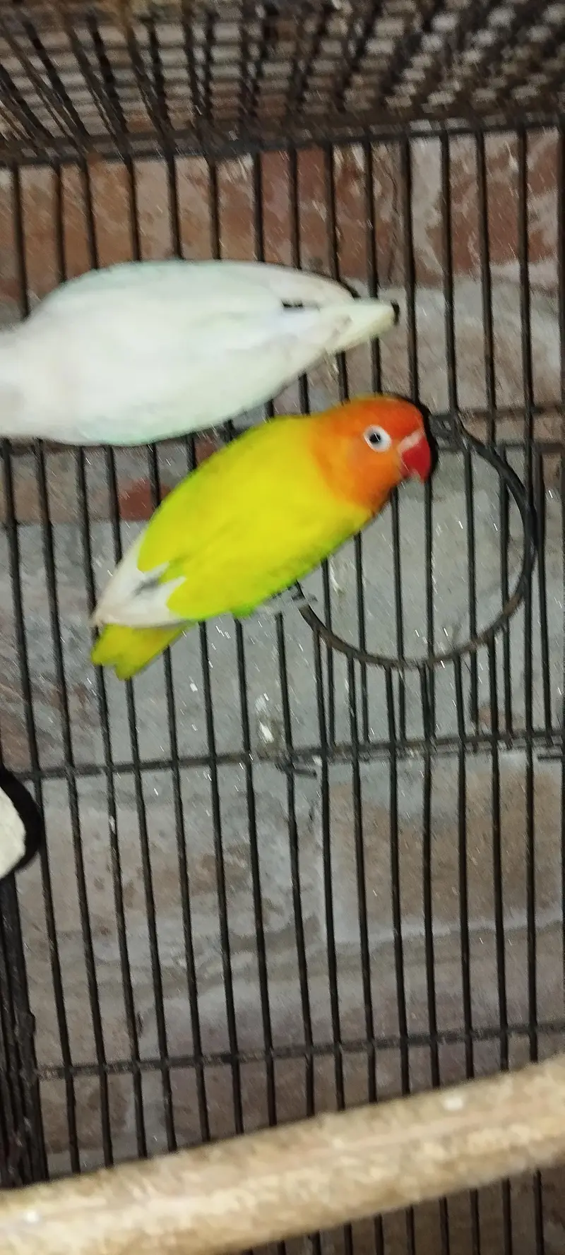 love bird breeder pair — photo 6