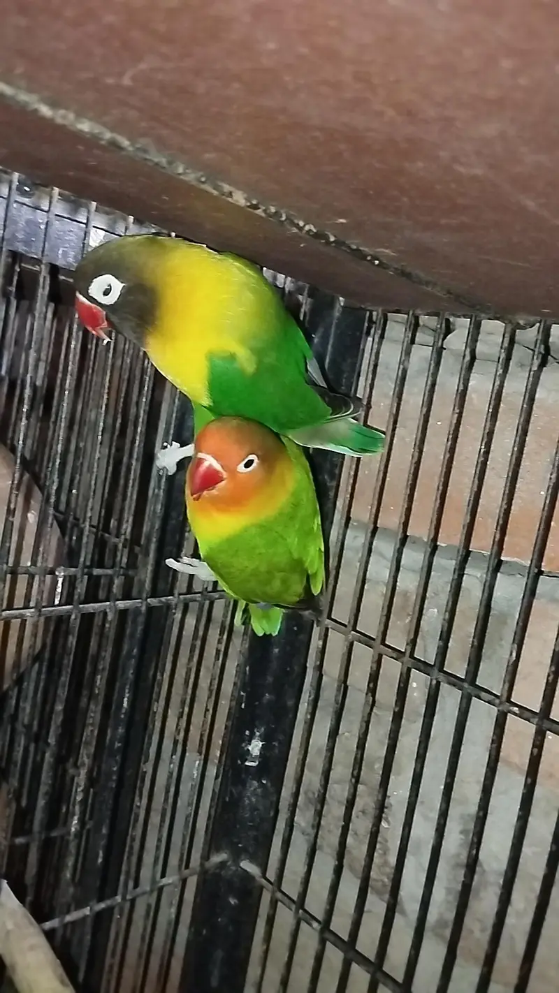 love bird breeder pair — photo 7