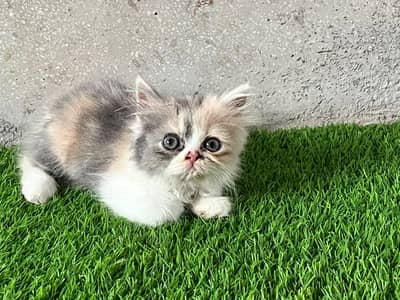 persian female kittens,double coded eyes