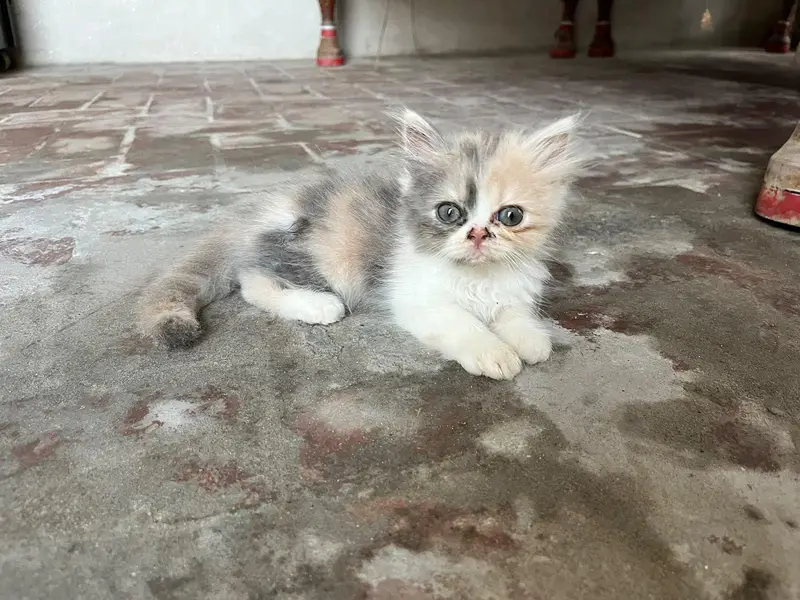persian female kittens,double coded eyes — photo 2