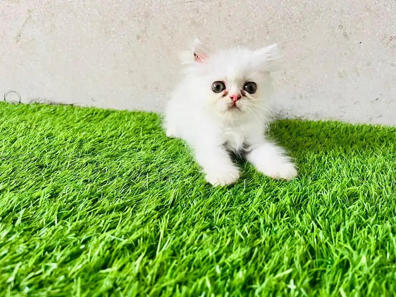 persian female kittens,double coded eyes — photo 4