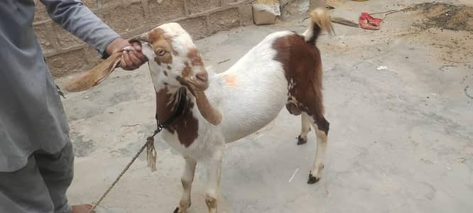 Bakra hai