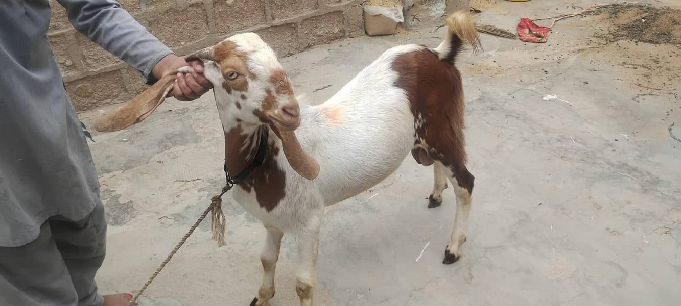 Bakra hai 0