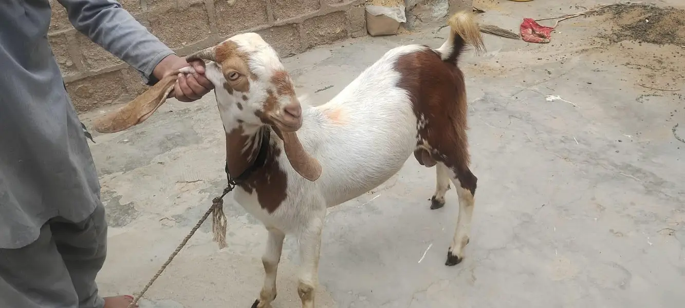 Bakra hai