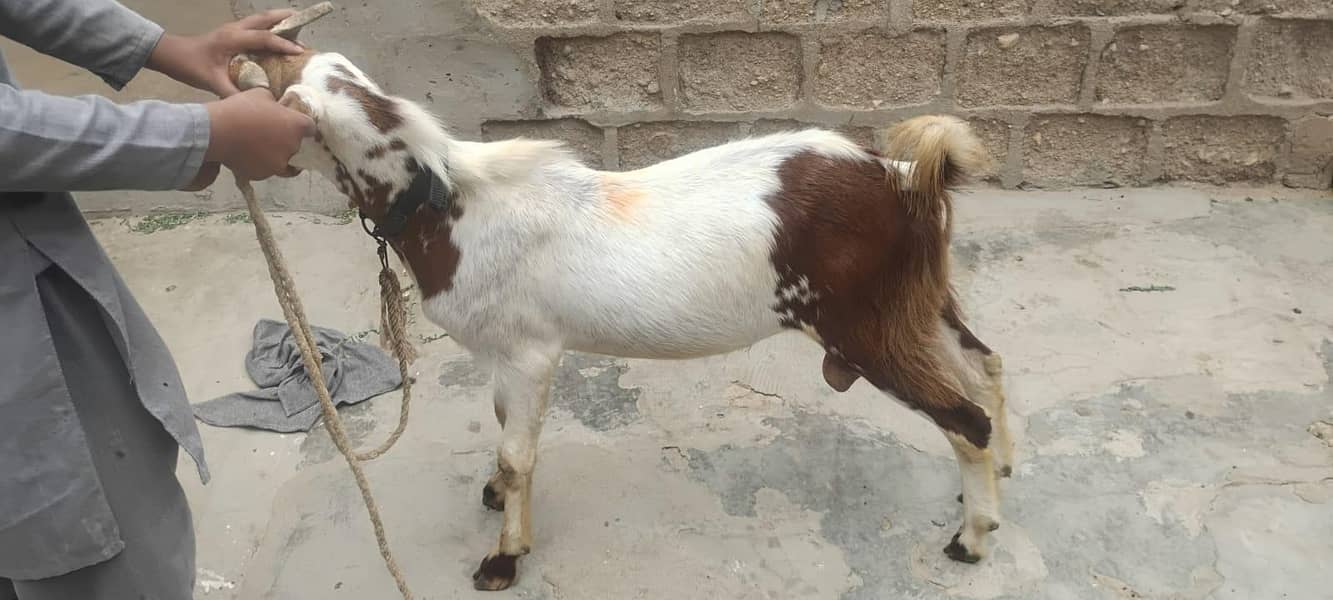 Bakra hai 1
