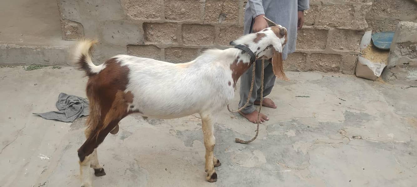 Bakra hai 2