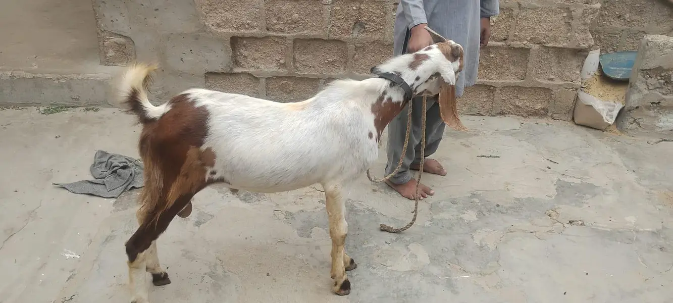 Bakra hai — photo 3
