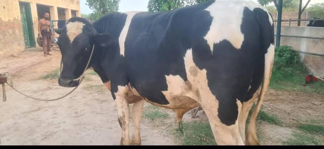 Friesian Breeder Bull, Wacha