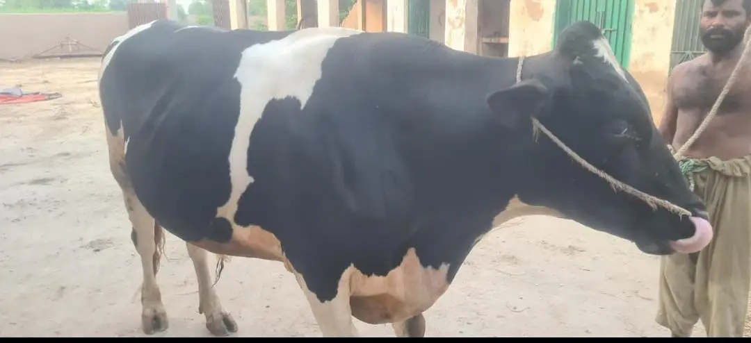 Friesian Breeder Bull, Wacha — photo 2