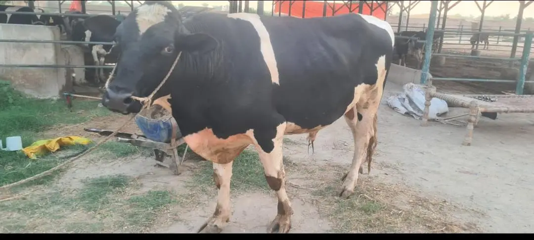Friesian Breeder Bull, Wacha — photo 3