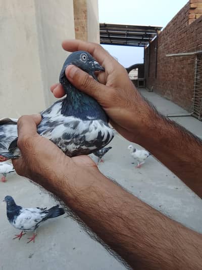 breeder pathy pathiya