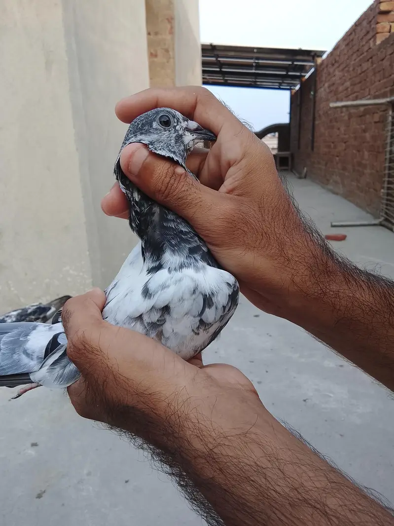 breeder pathy pathiya — photo 5