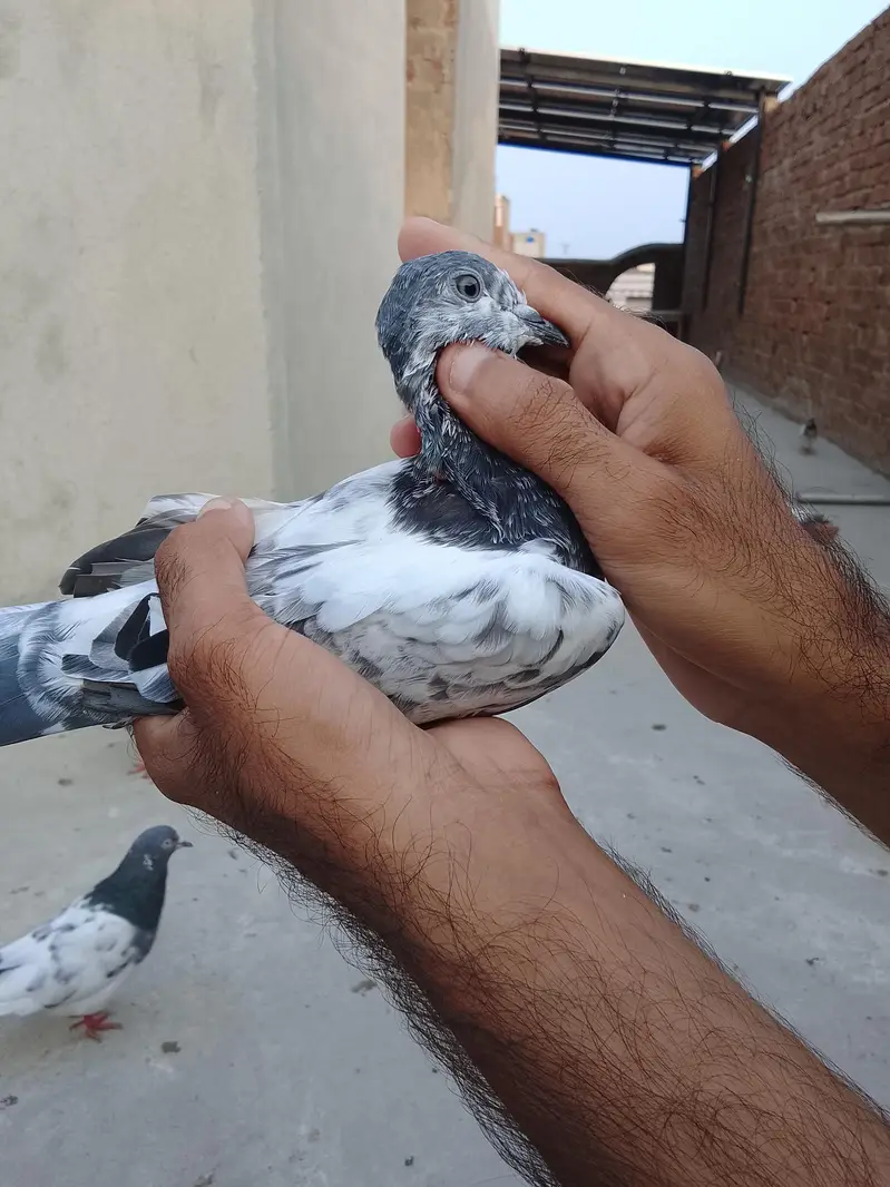 breeder pathy pathiya — photo 6