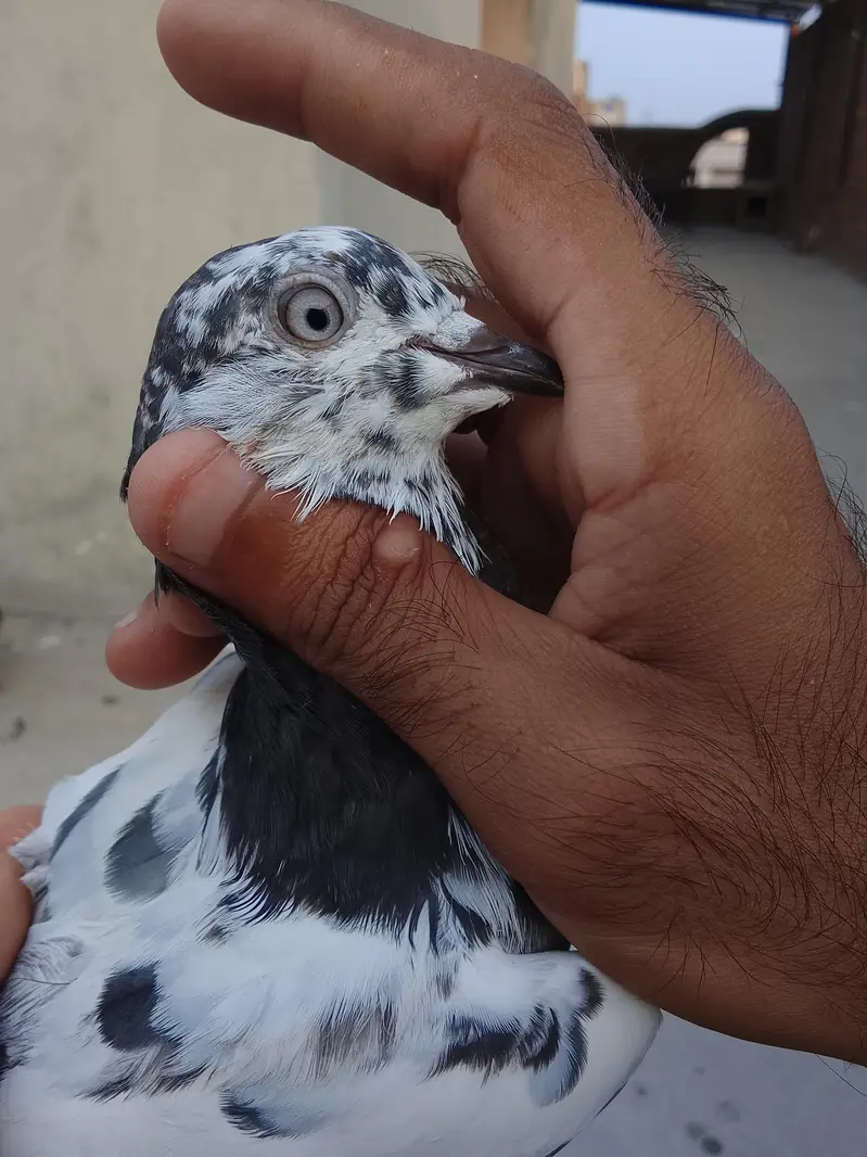 breeder pathy pathiya — photo 7