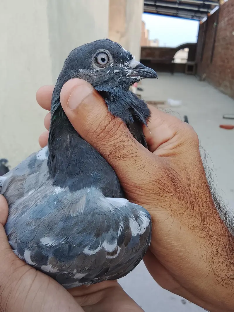 breeder pathy pathiya — photo 8
