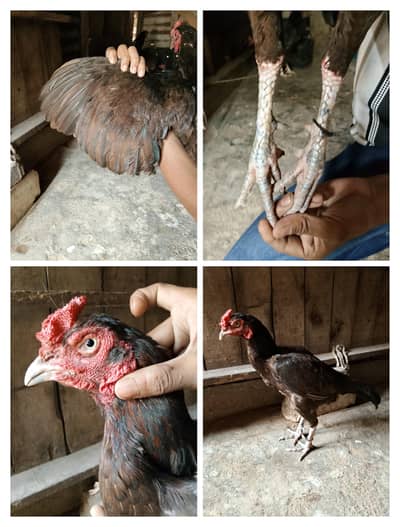 aseel madia murgi old blood line+92 317 3945106