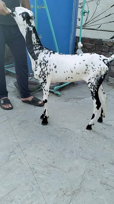 Black makhi chini Phatt