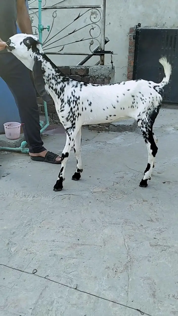Black makhi chini Phatt — photo 3