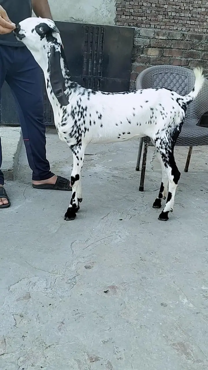 Black makhi chini Phatt — photo 5