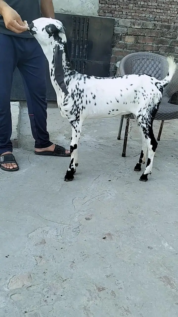 Black makhi chini Phatt — photo 6