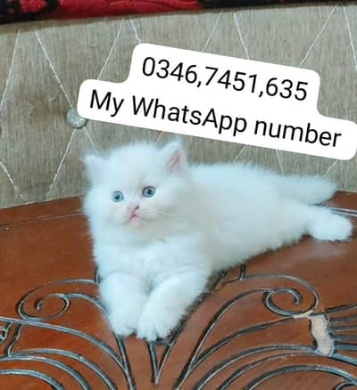 Persian kittens for sale