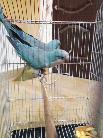 blue monk breeder pair available 03174373497