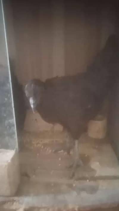 Ayam cemani | hens | premium quality | gives eggs
