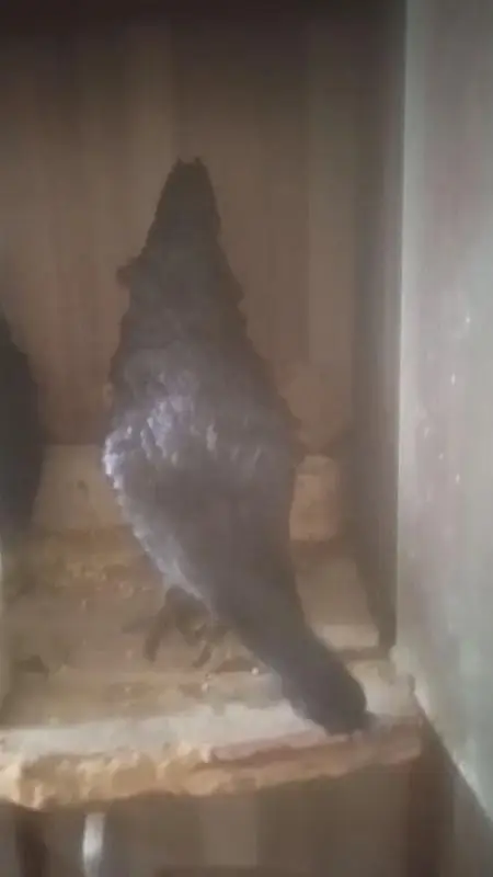 Ayam cemani | hens | premium quality | gives eggs — photo 2