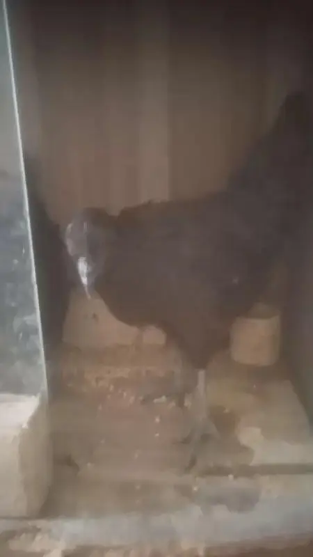 Ayam cemani | hens | premium quality | gives eggs — photo 4