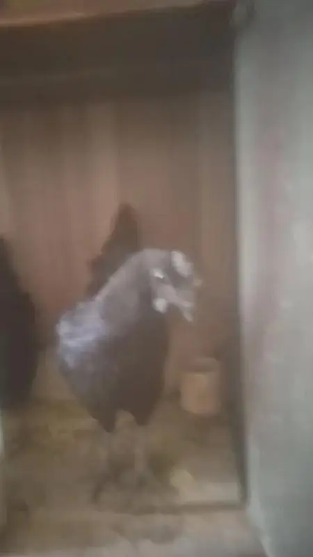 Ayam cemani | hens | premium quality | gives eggs — photo 6