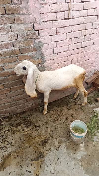 kjla lela he bhut acha he
