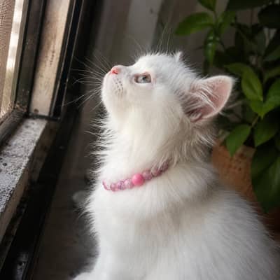 Persian cat for sale