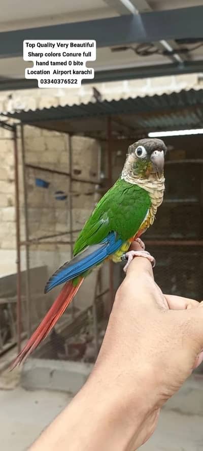 Top Quality Beautiful color Full hand tamed Conure