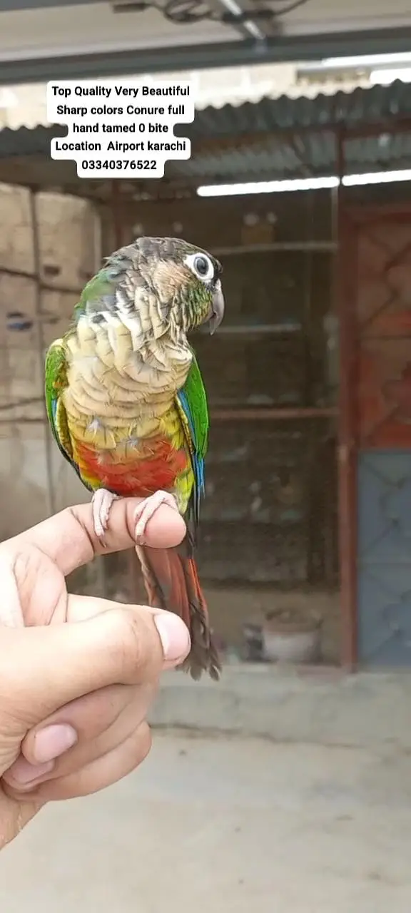 Top Quality Beautiful color Full hand tamed Conure — photo 2