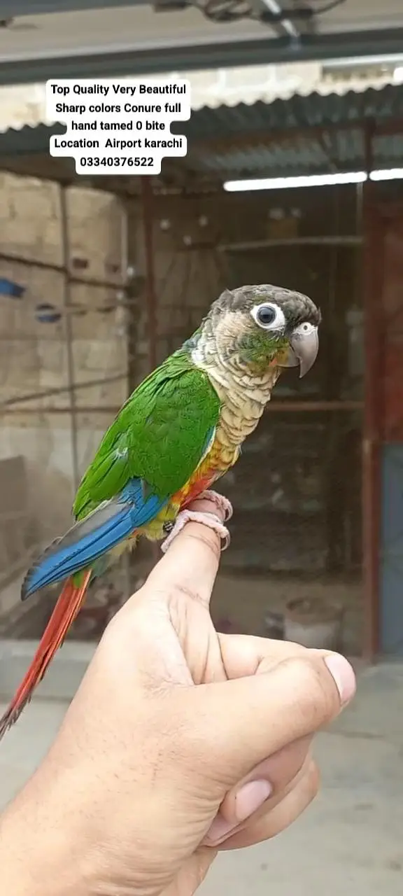 Top Quality Beautiful color Full hand tamed Conure — photo 3