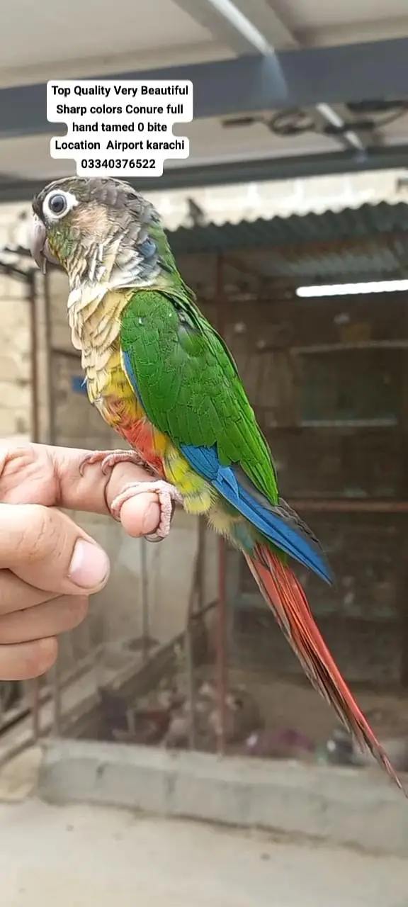 Top Quality Beautiful color Full hand tamed Conure — photo 4