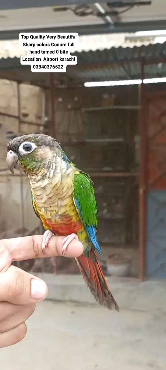 Top Quality Beautiful color Full hand tamed Conure — photo 5
