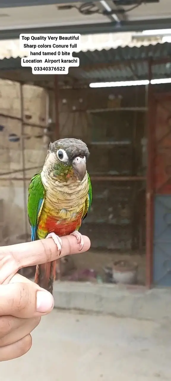 Top Quality Beautiful color Full hand tamed Conure — photo 6