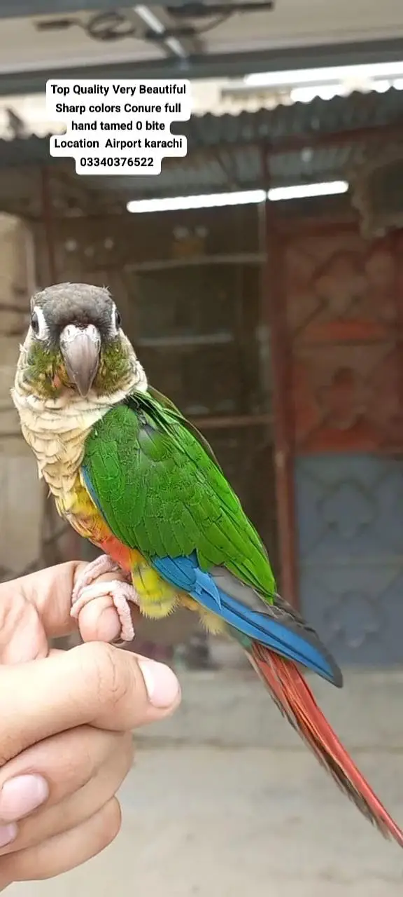 Top Quality Beautiful color Full hand tamed Conure — photo 7