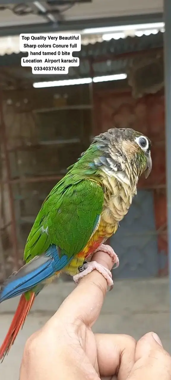 Top Quality Beautiful color Full hand tamed Conure — photo 8