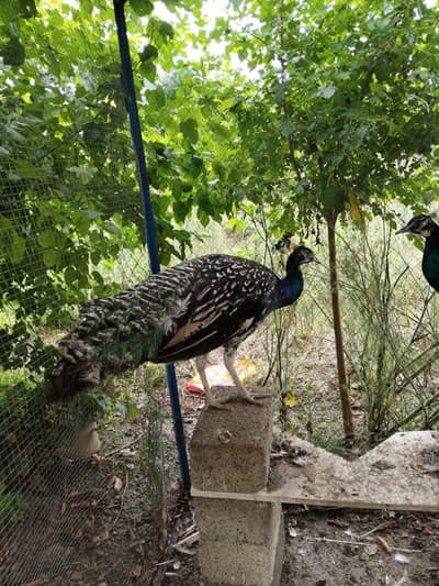 male pecock for sale